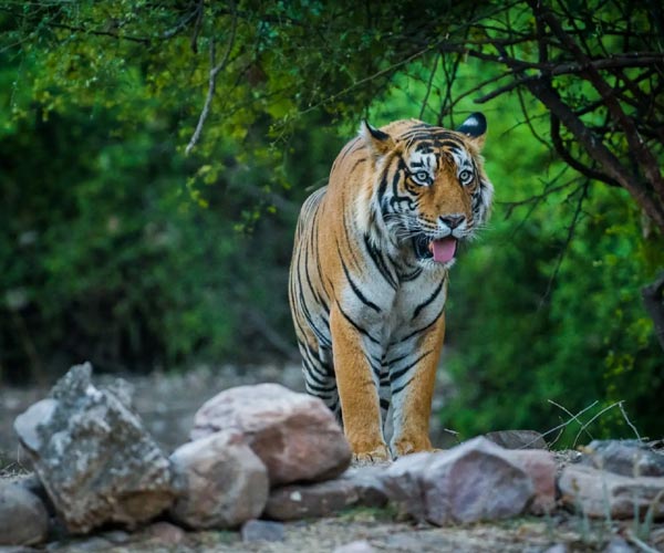 Udaipur Bundi Ranthambore Jaipur Tour package